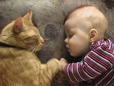 Los Gatos y los Bebés una buena relación